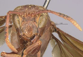 Media type: image;   Entomology 36002 Aspect: head frontal view